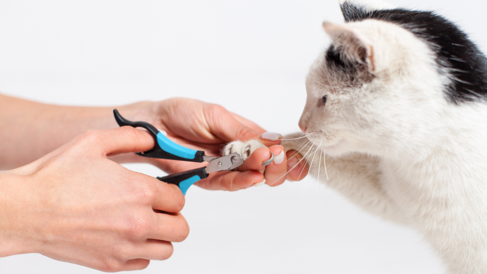 Unhas bem cortadas: o que elas revelam sobre a postura do seu pet?