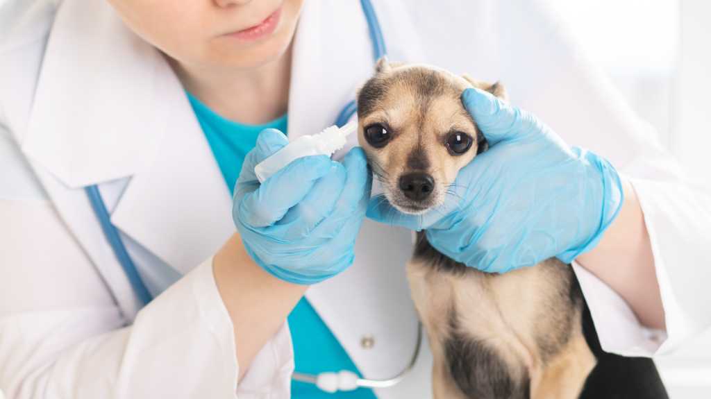 Remédio de orelha para cachorro: como identificar e tratar infecções