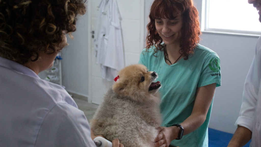 Fisioterapia animal no Morumbi: tudo para uma vida ativa e feliz ao seu pet!