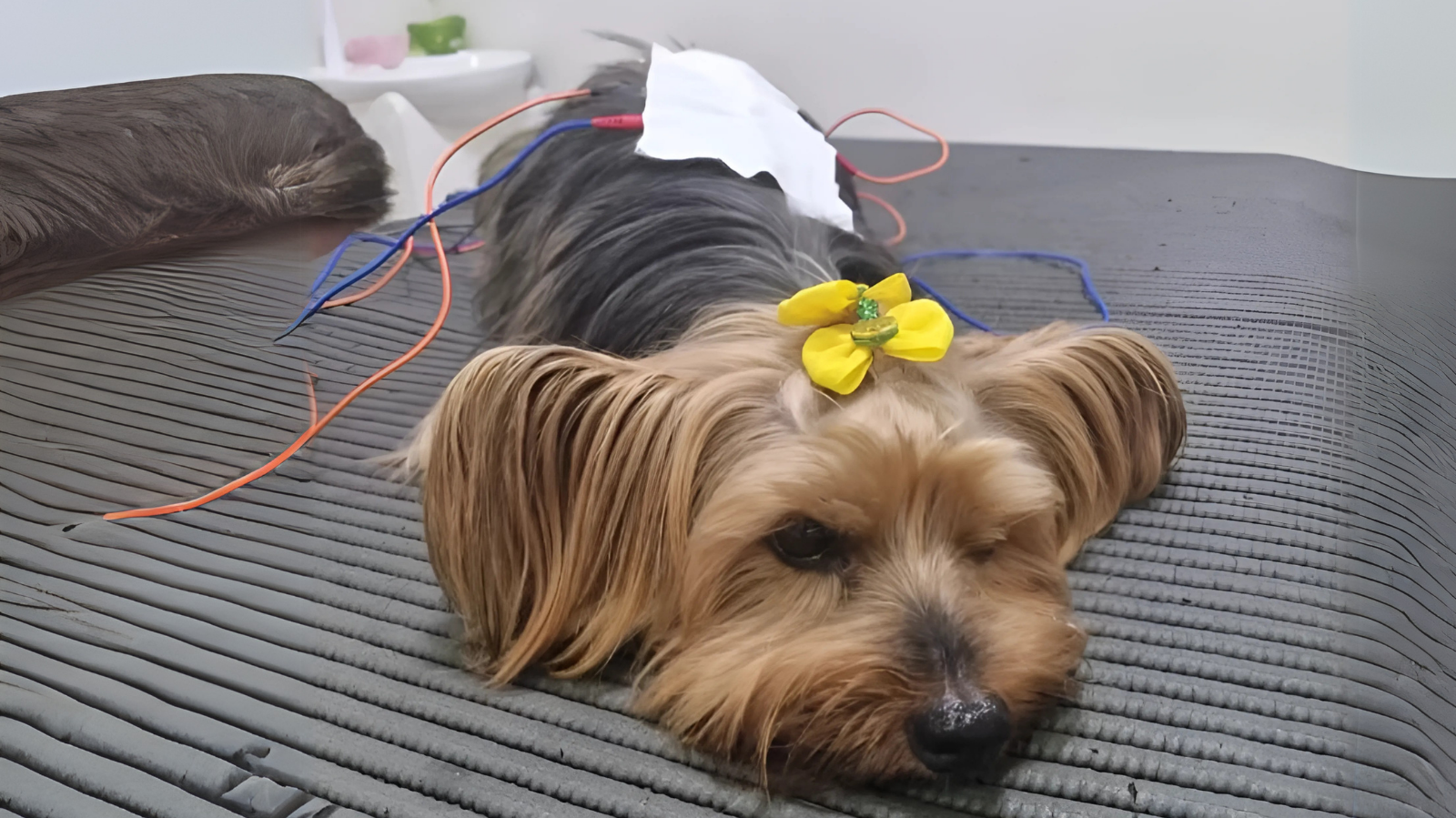 Cachorro ou gato não consegue andar? Saiba como a eletroterapia ajuda!