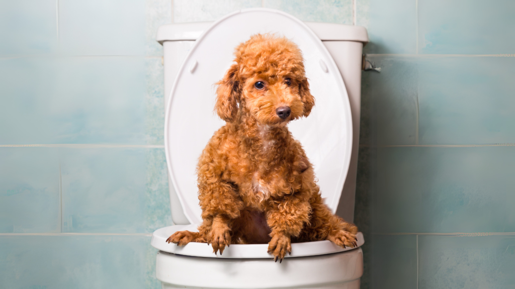 Cachorro ou gato com diarreia? Saiba como restaurar a flora bacteriana!