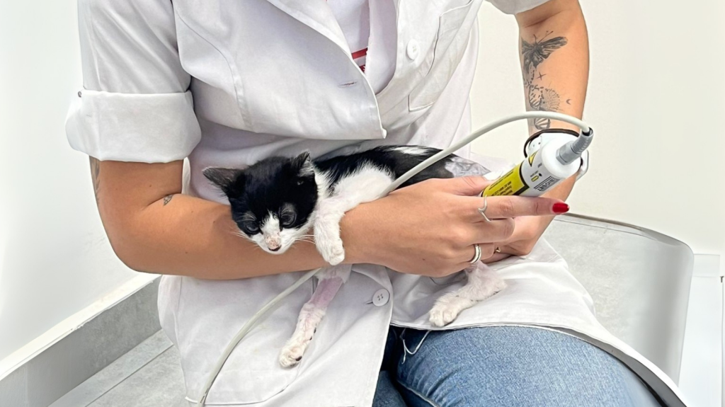 Laserterapia para animais: alívio da dor e recuperação mais rápida!