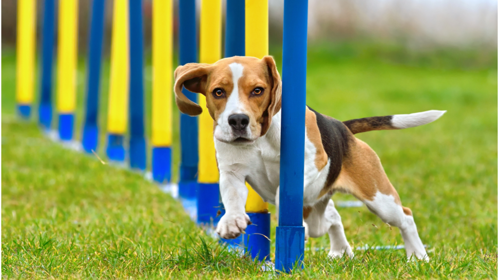 A reabilitação pode mudar a vida do seu pet atleta! Saiba como