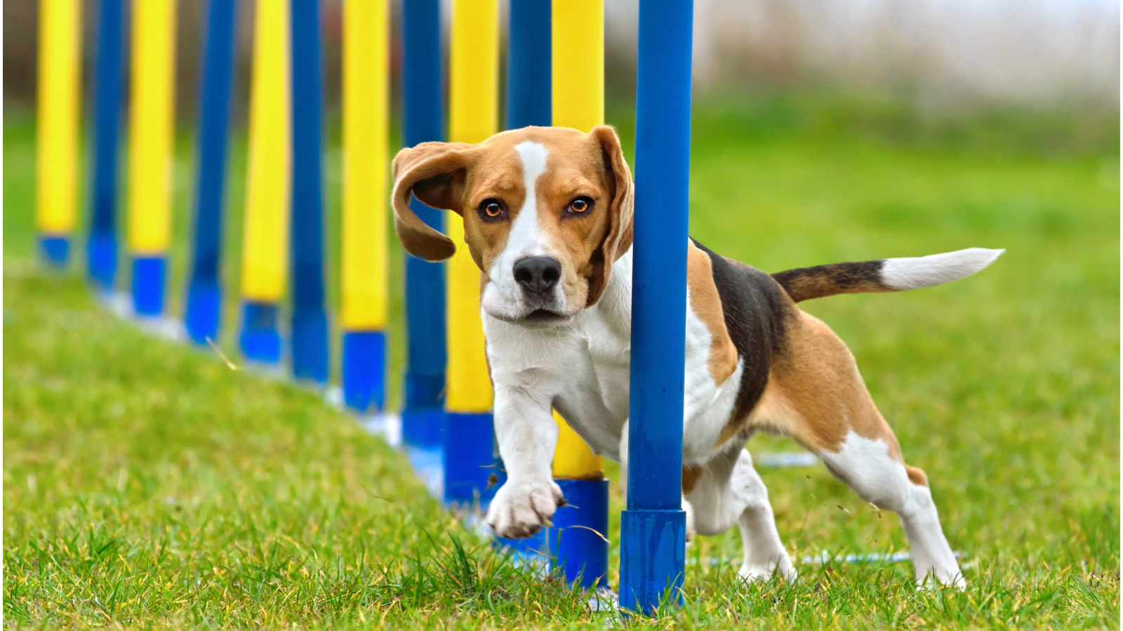 A reabilitação pode mudar a vida do seu pet atleta! Saiba como