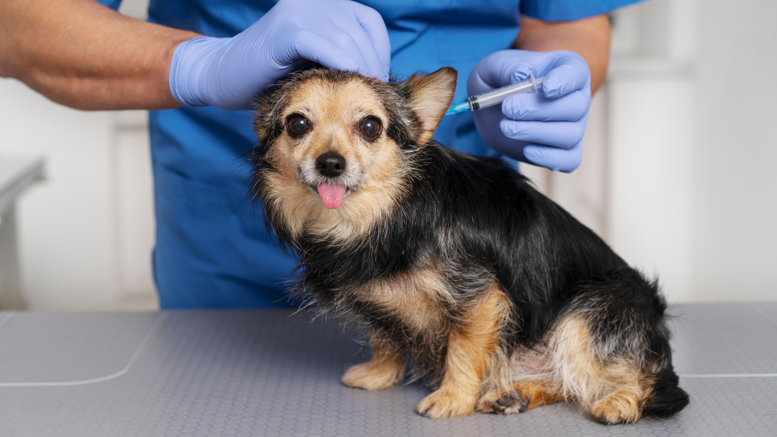 Implante de ouro em animais: ciência ou mito? Saiba tudo!