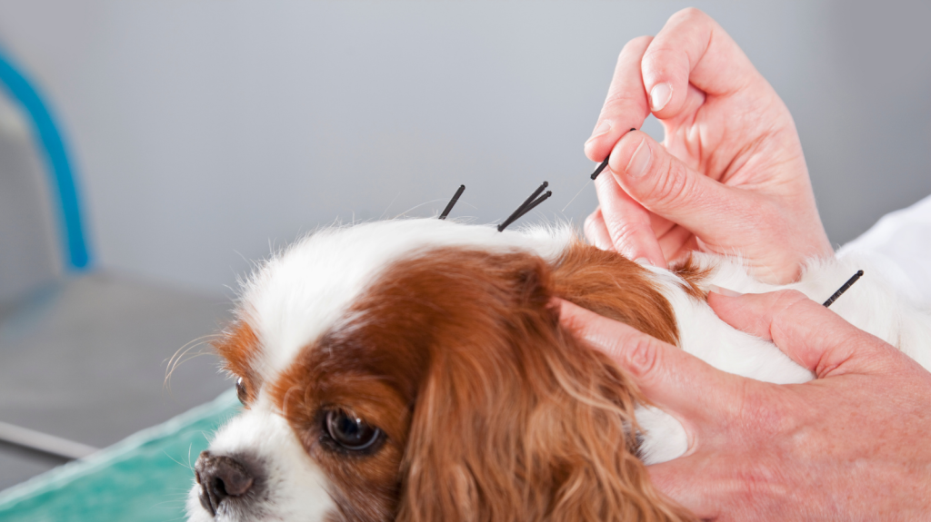 Você tem um cachorro agitado? Entenda como a Acupuntura pode ajudar!