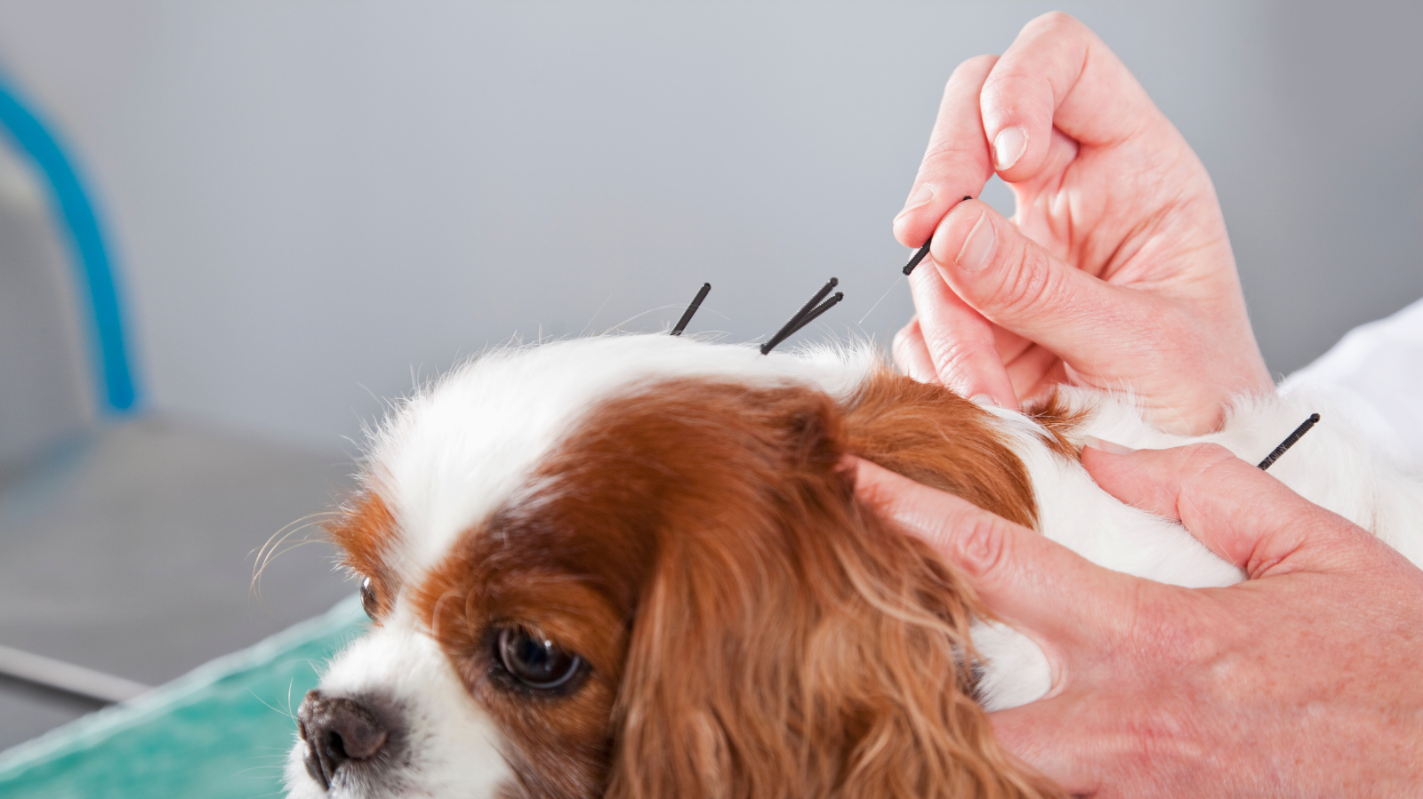 Você tem um cachorro agitado? Entenda como a Acupuntura pode ajudar!