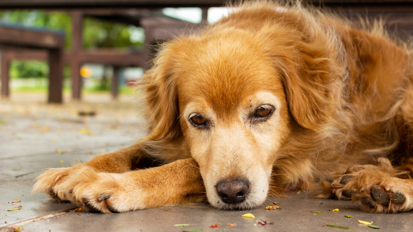 Cachorro com dor na coluna: o que pode ser? Saiba 4 sintomas associados!