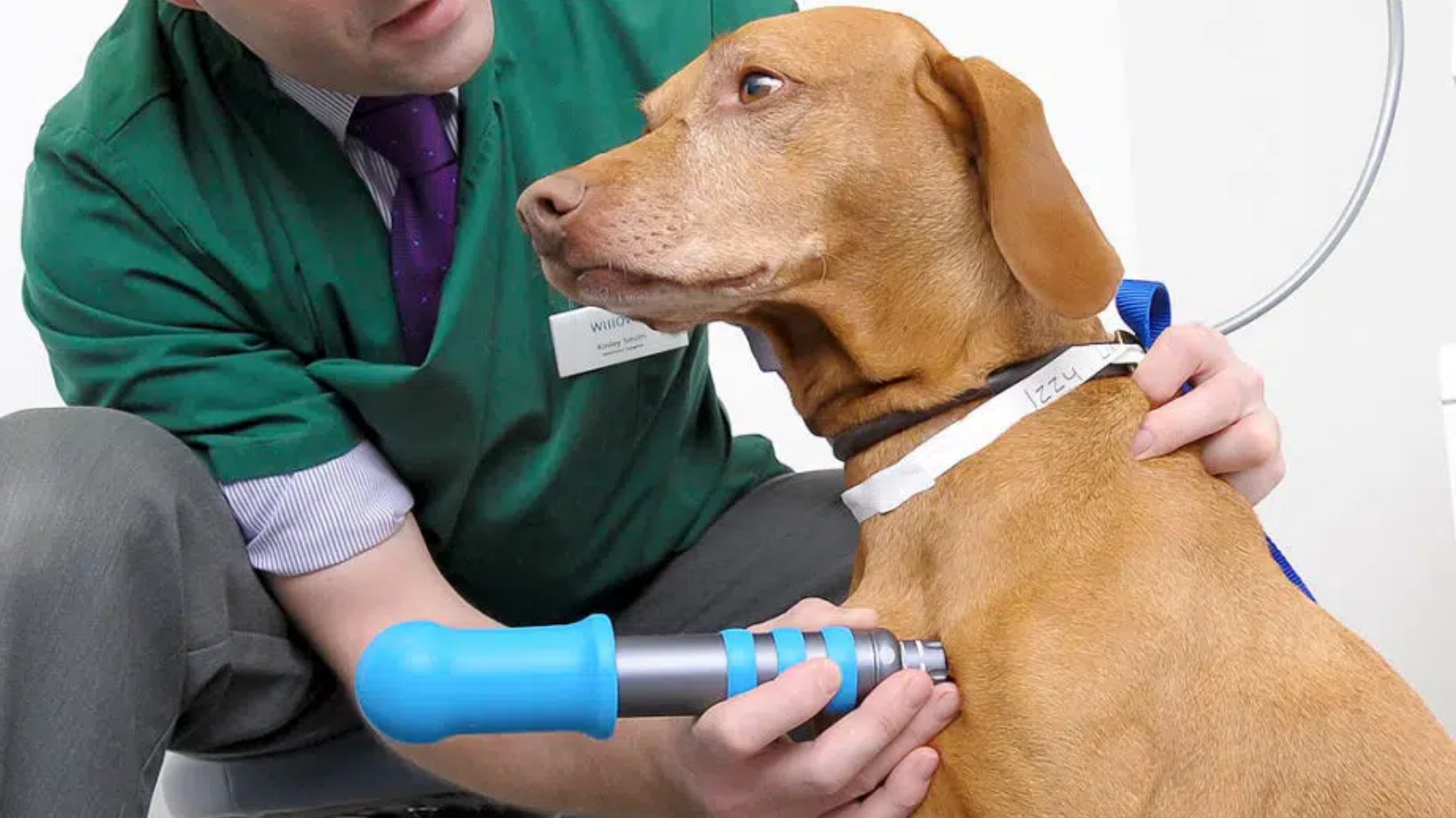 Shockwave para animais: solução moderna para dores e recuperação!