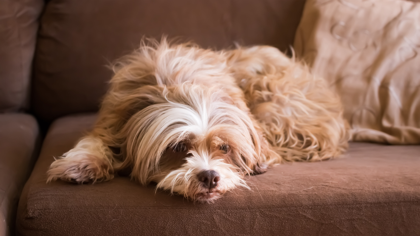 Displasia em Lhasa Apso: causas, cuidados e prevenção para o seu pet!