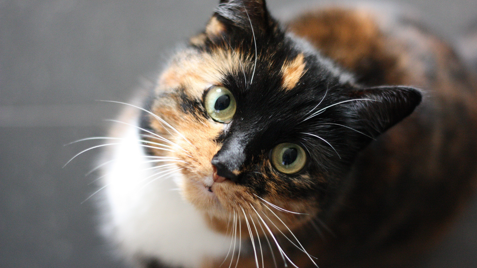 Fisioterapia para gatos idosos: como a reabilitação pode ajudar!
