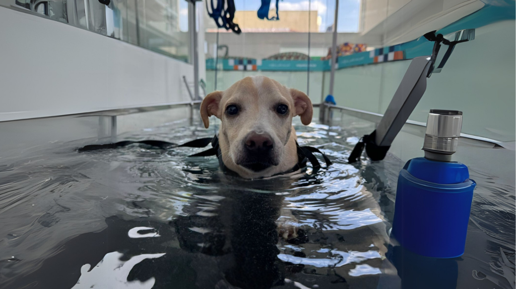 Fisio Care Pet reabre em São Caetano do Sul: modernidade para o seu pet!
