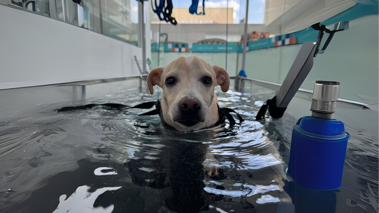 Fisio Care Pet reabre em São Caetano do Sul: modernidade para o seu pet!