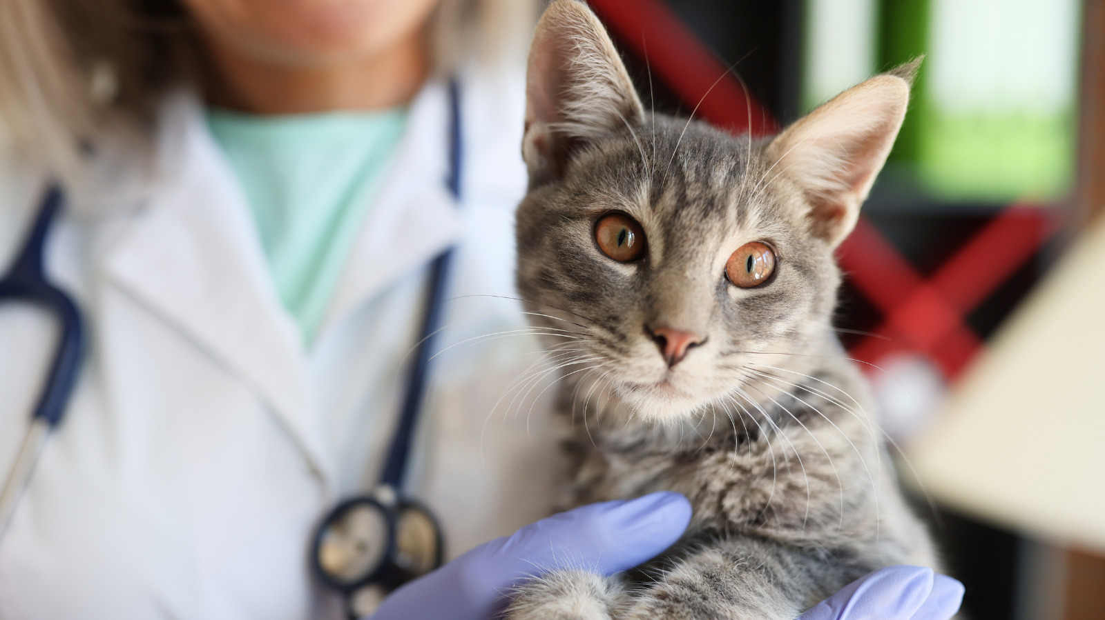 Os quatro tempos cirúrgicos em animais: entenda cada etapa do processo