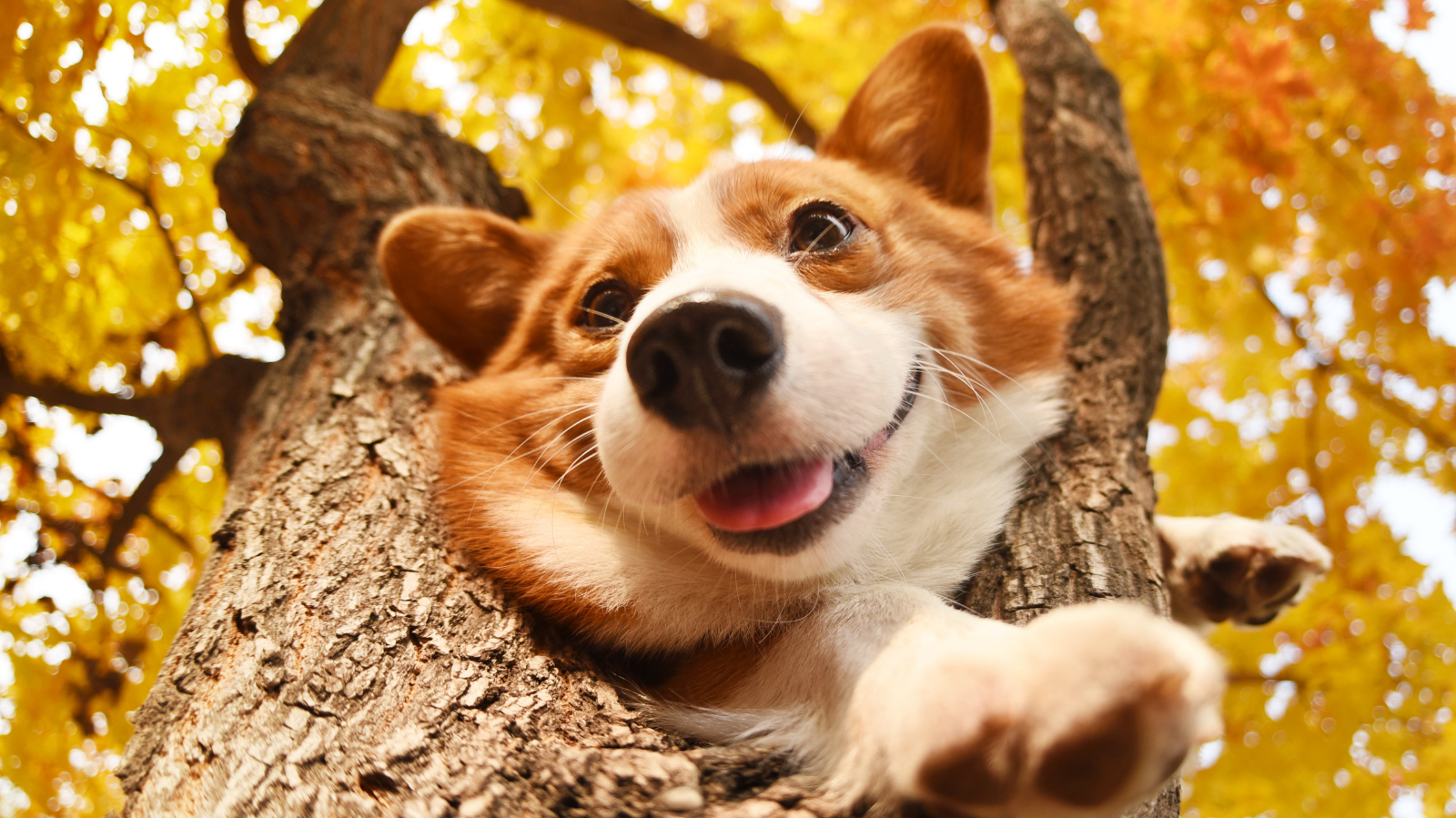Você sabe o que é o Dia Nacional dos Animais? Descubra a importância dessa data e como a reabilitação animal pode melhorar a vida do seu pet!