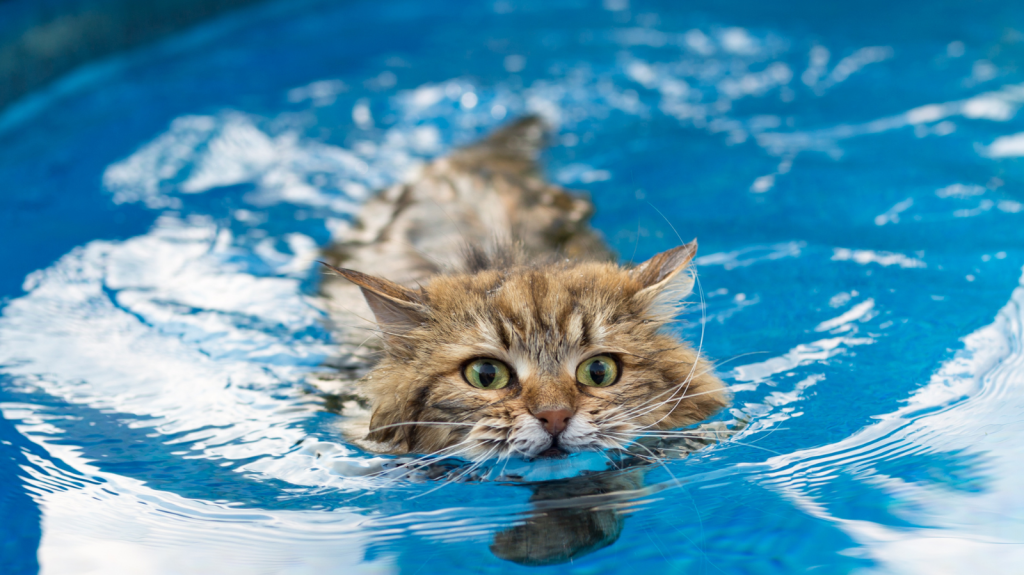 Gatos podem fazer esteira aquática? Saiba como a hidroterapia pode ajudar seu felino!