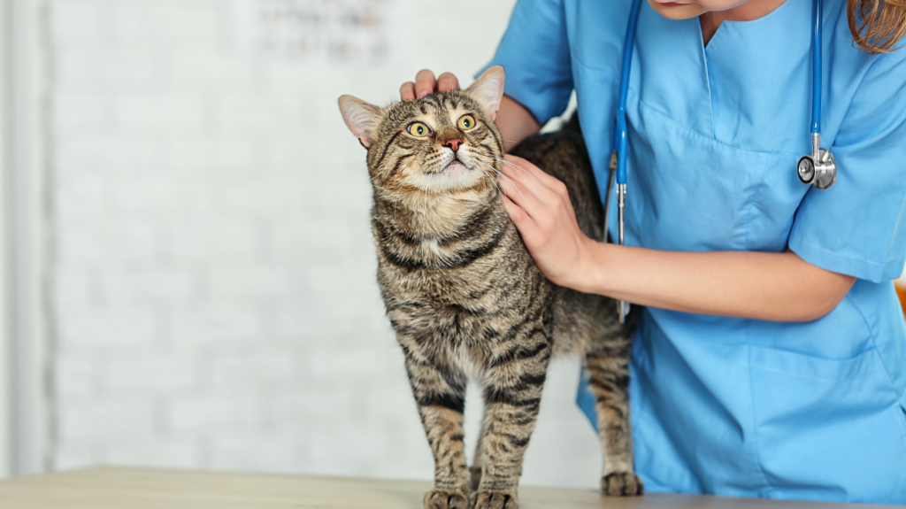 Fisio Care Pet Morumbi: Reabilitação Animal de ponta para seu pet na Petz!