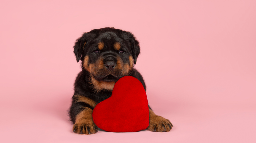 Cuidados com cães filhotes: tudo o que você precisa saber para cuidar do seu pet!