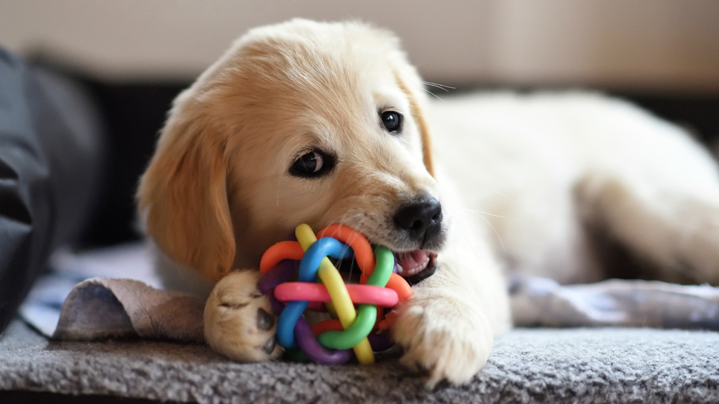 Brinquedos para cães e gatos: os melhores para cada fase da vida