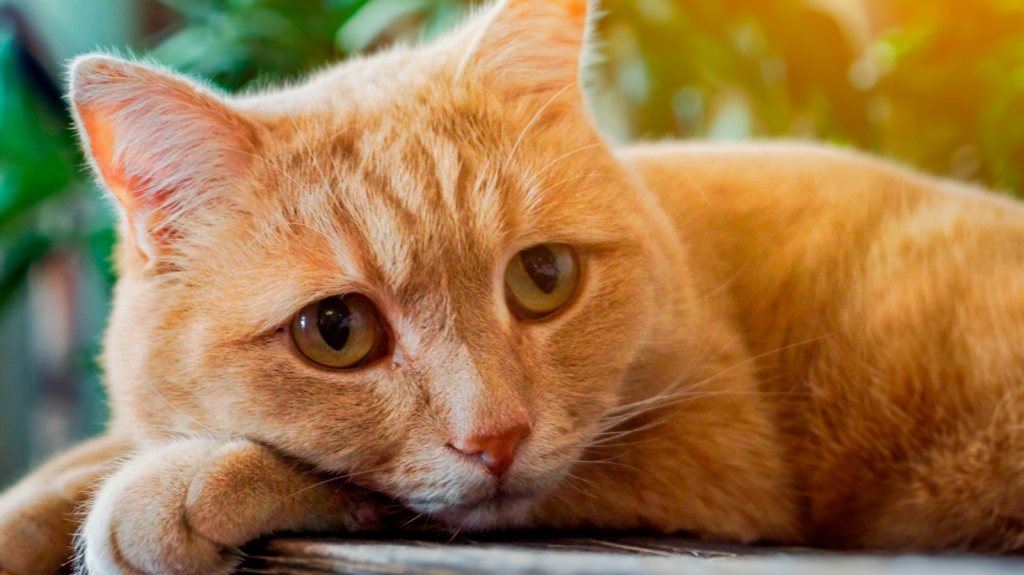 Dor articular em gatos: seu pet pode estar sofrendo sem você saber!