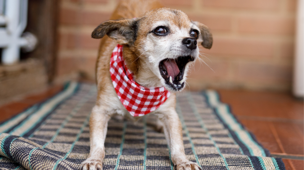 Meu cachorro late muito! O que fazer?