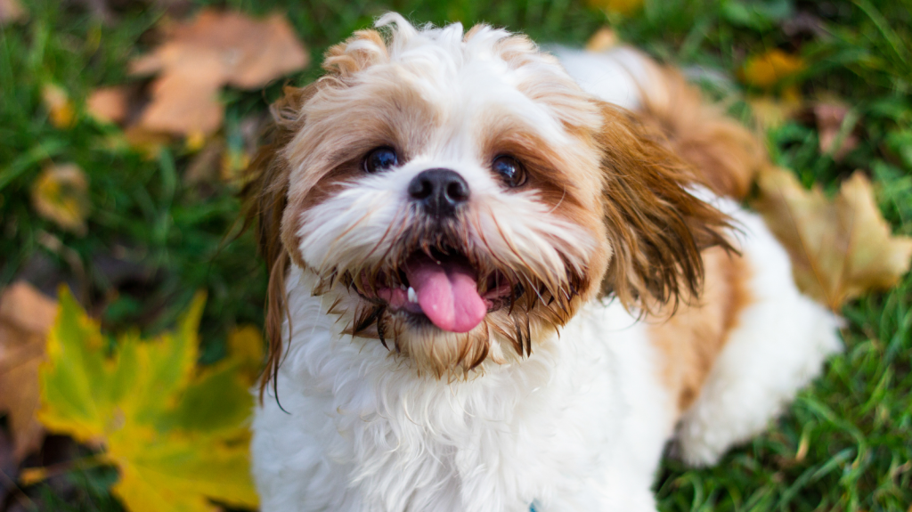 Shih Tzu: características negativas que você precisa saber e como lidar!