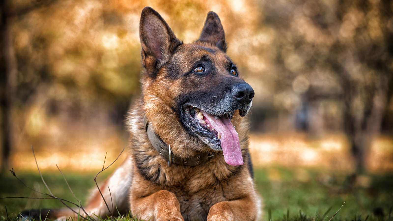 Melhores cães de guarda: proteja sua família com as raças mais eficientes!
