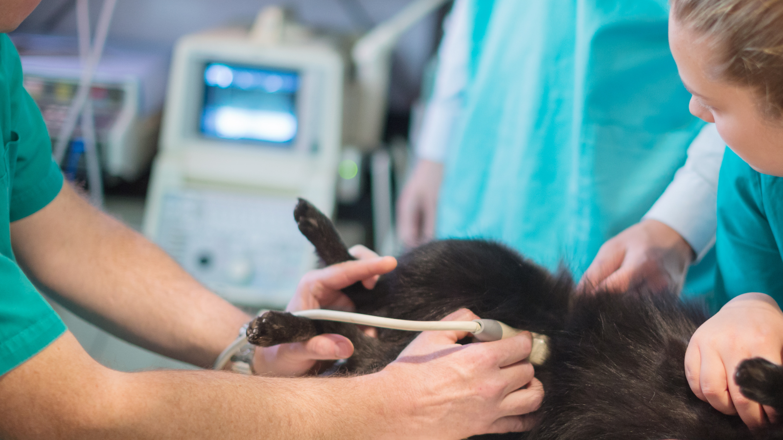 Inteligência Artificial na Veterinária: saiba como está mudando o diagnóstico animal!