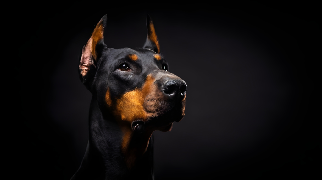 Cachorros mais bravos do mundo: conheça 5 raças com essa característica!