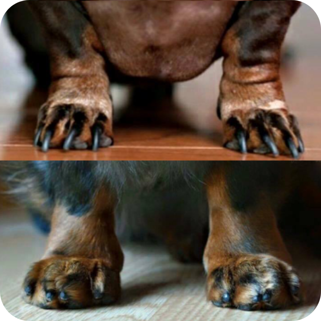 Unhas bem cortadas: o que elas revelam sobre a postura do seu pet?