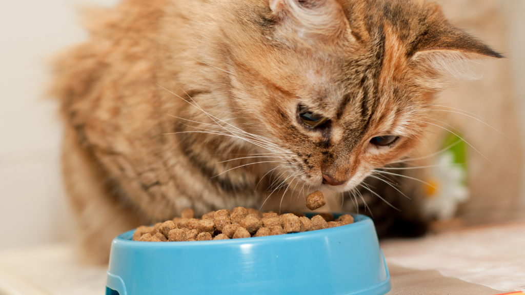 Gato ou cachorro não quer comer: o que fazer?