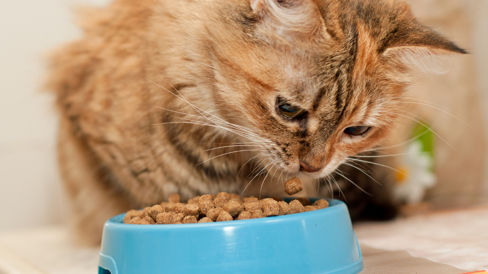 Gato ou cachorro não quer comer: o que fazer?