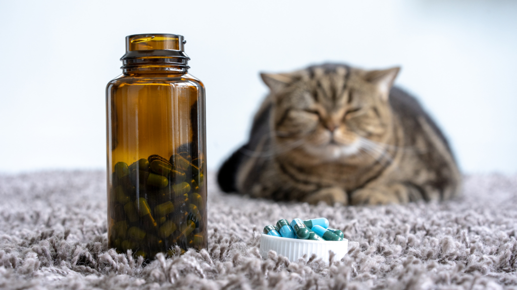 Diagnóstico e tratamento da dor em gatos: desafios e ferramentas