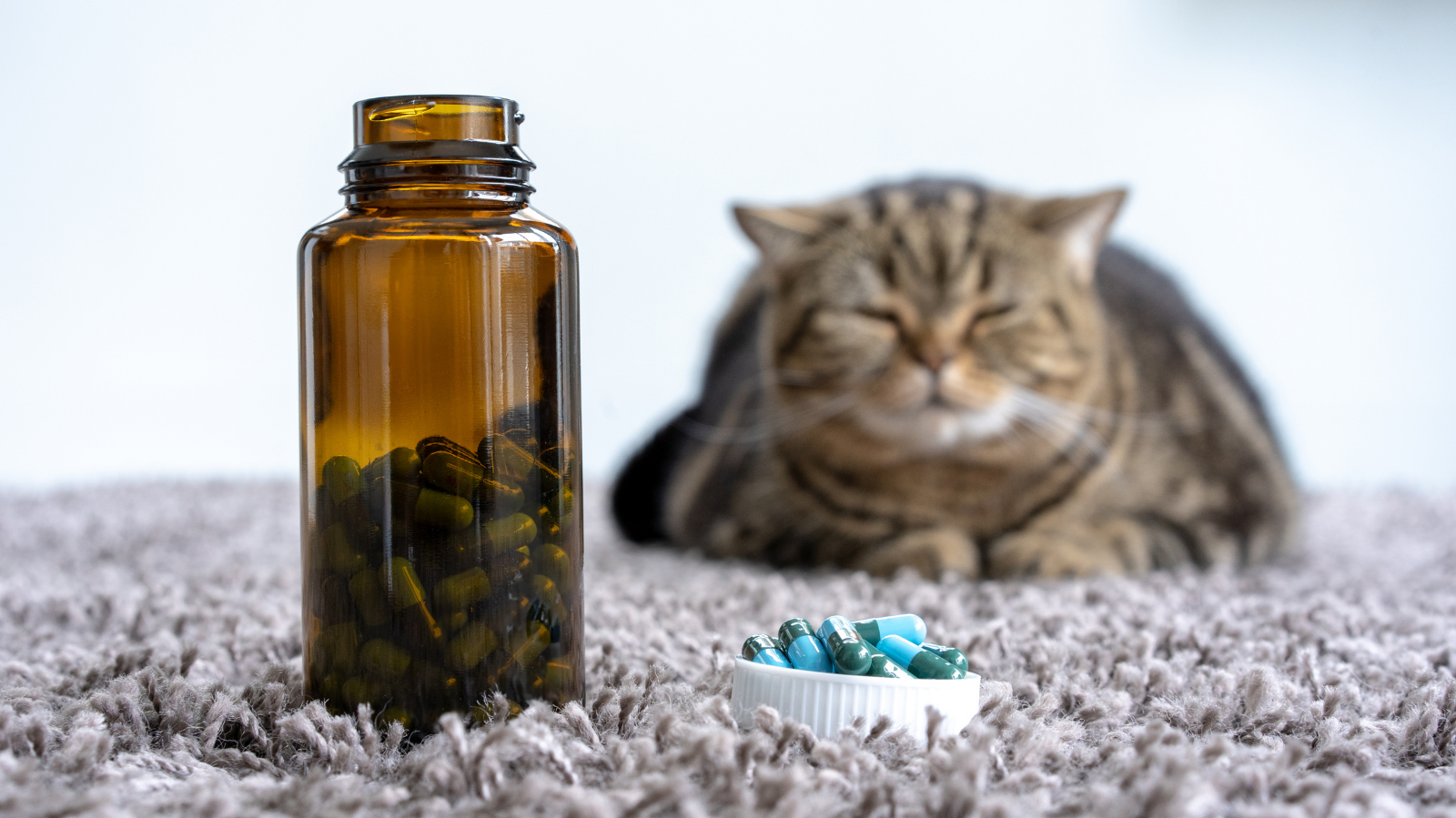 Diagnóstico e tratamento da dor em gatos: desafios e ferramentas