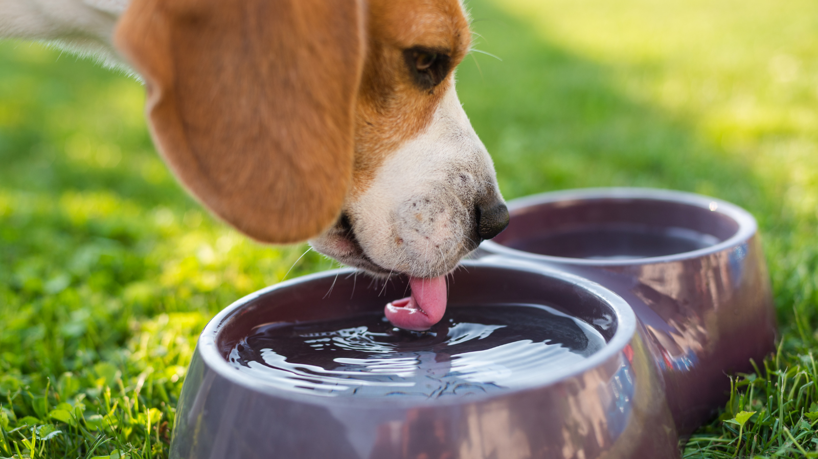 Entenda a importância da hidratação para cães e gatos!