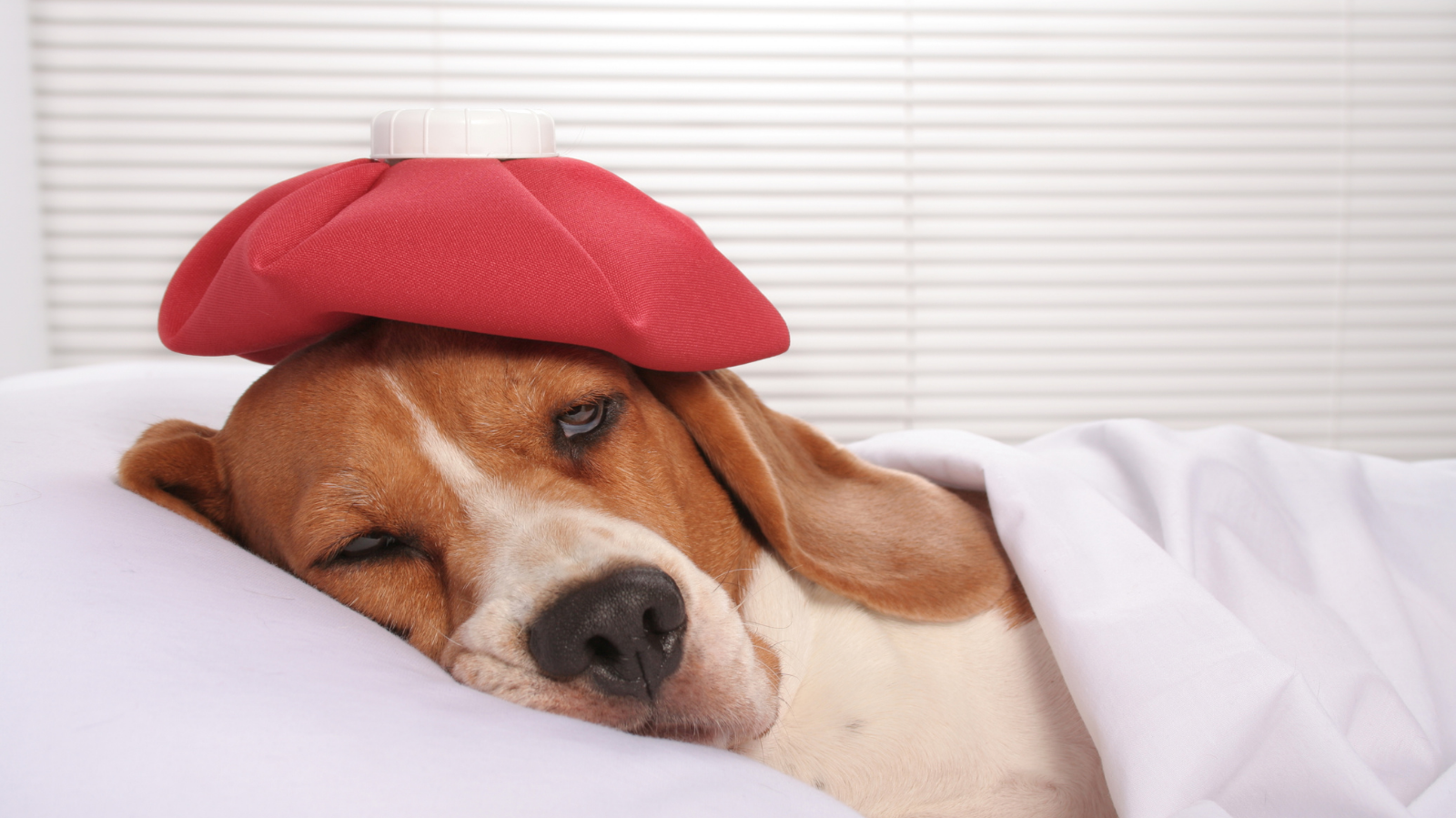 3 doenças crônicas comuns em cães e gatos: todo tutor deve conhecer