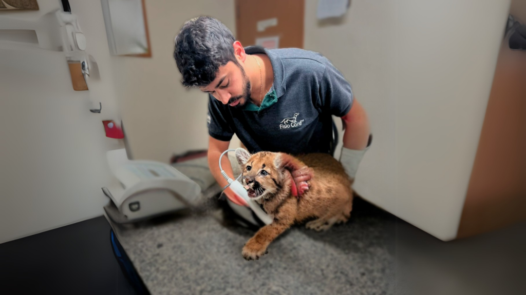 Reabilitação de animais silvestres: saiba como construir essa carreira!