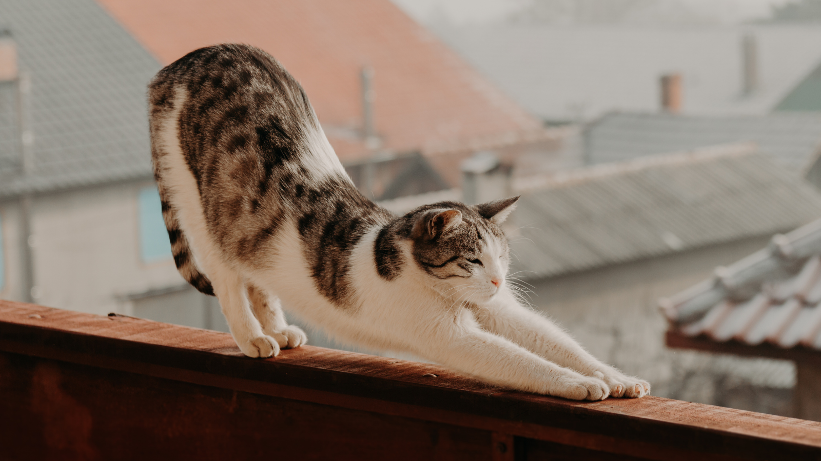 Alongamento para gatos: importância, benefícios e técnicas