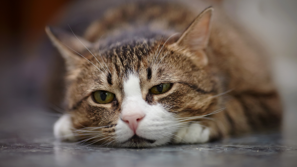 Sinais de dor em gatos: como desvendar o desconforto no seu felino!
