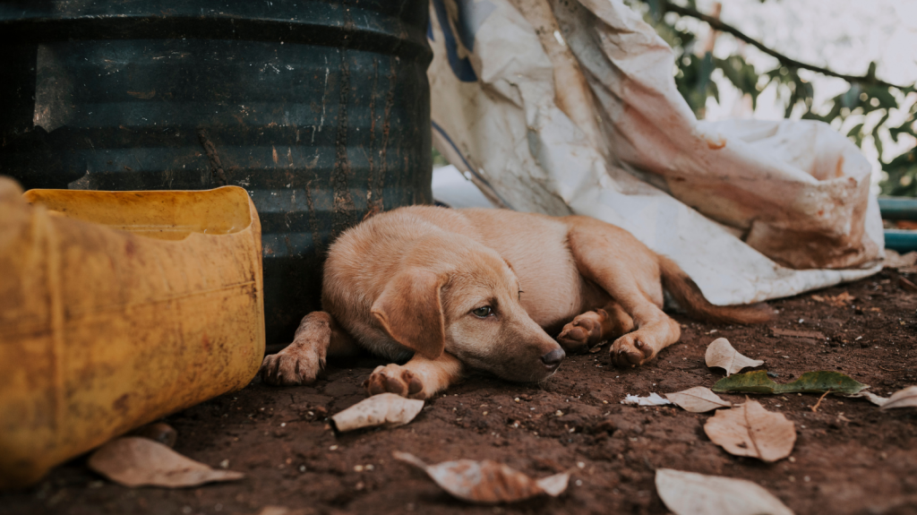 Tétano em cães e gatos: saiba os sinais, tratamentos e como prevenir!