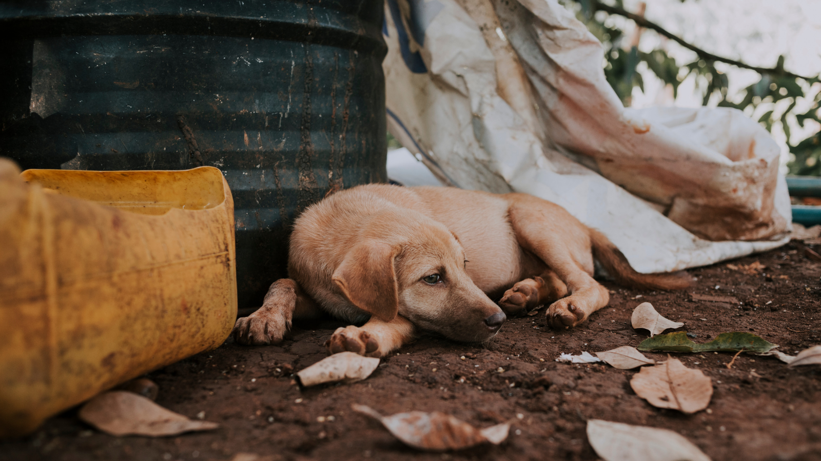 Tétano em cães e gatos: saiba os sinais, tratamentos e como prevenir!
