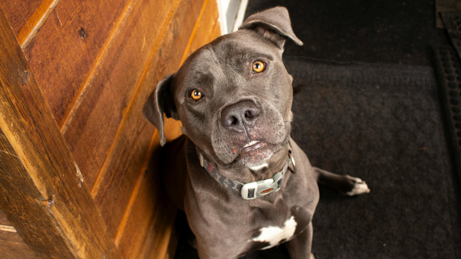 Displasia em Pitbull: evite que seu pet desenvolva a condição!