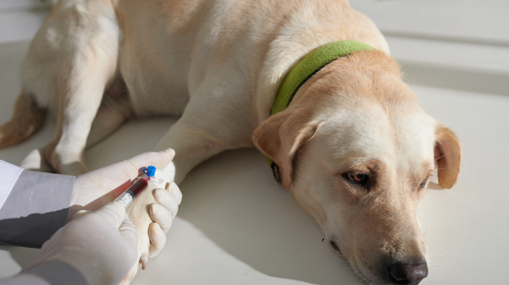 Benefícios da Gabapentina em cães com problemas ortopédicos