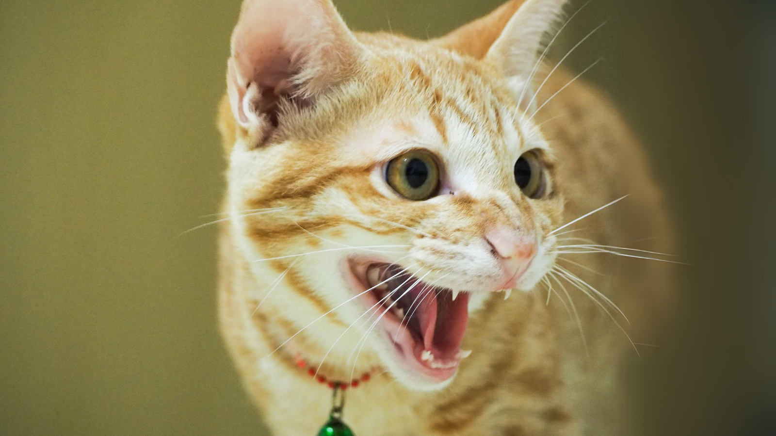 Gato estressado? Saiba os danos à saúde e como a reabilitação ajuda!