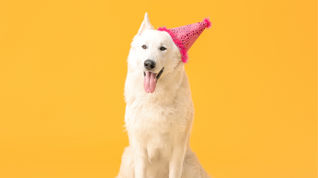 Como calcular a idade do cachorro? Saiba a idade do seu pet em anos humanos!