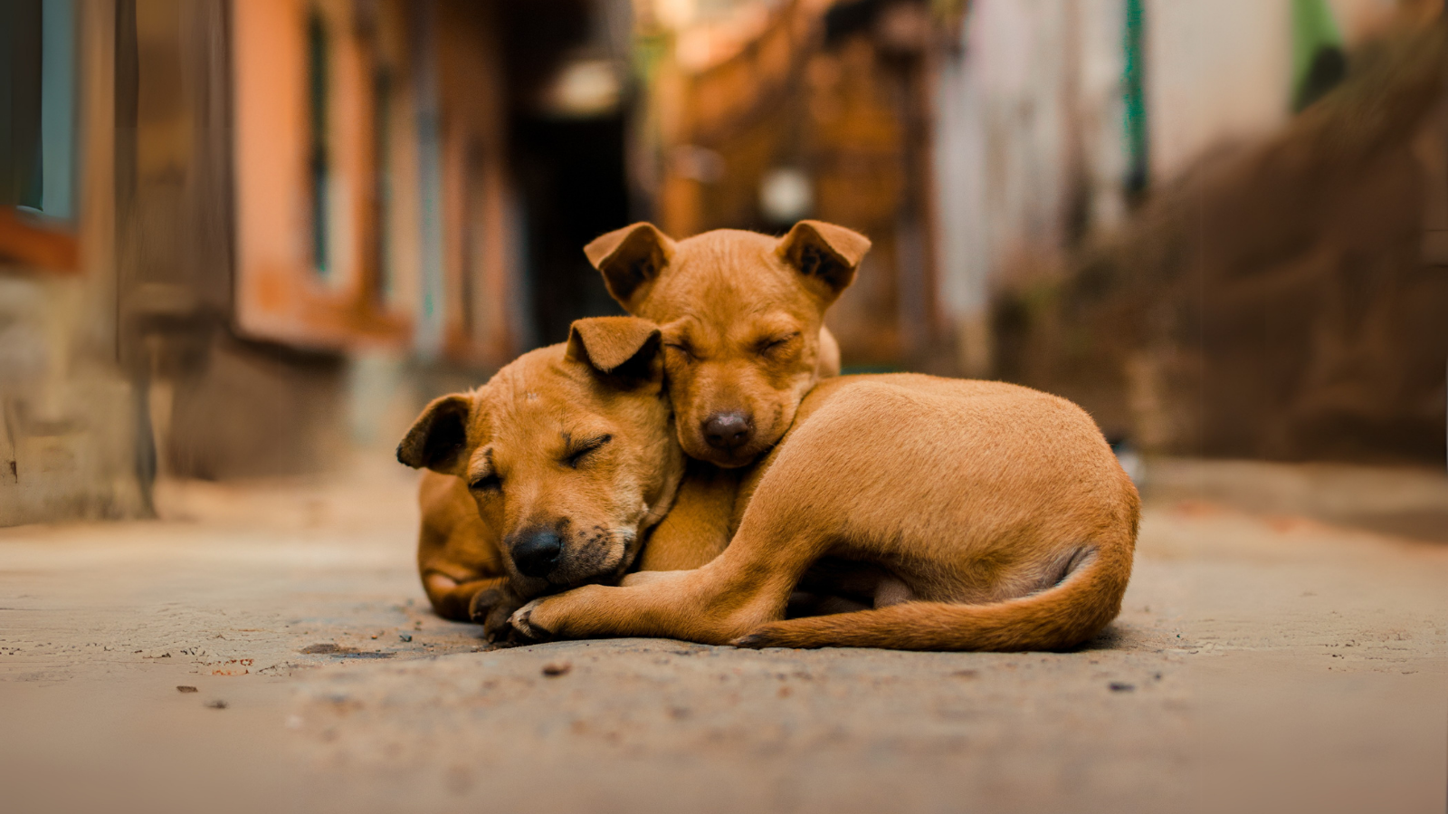 Dia mundial dos animais de rua: como a reabilitação transforma