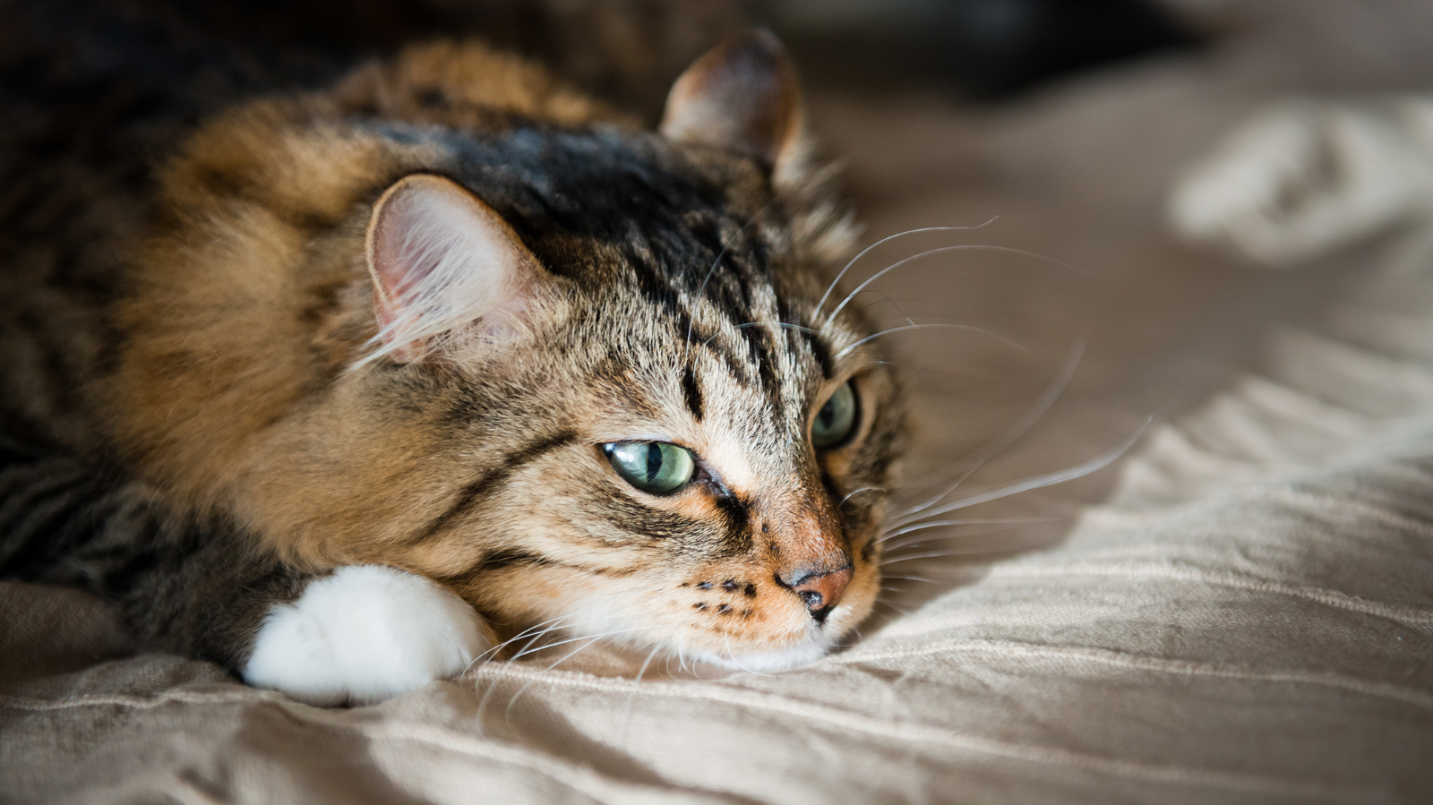 Tipos de dor em cães e gatos