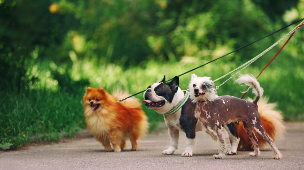 Passear com o pet na grama ou asfalto? Saiba qual é a melhor opção!