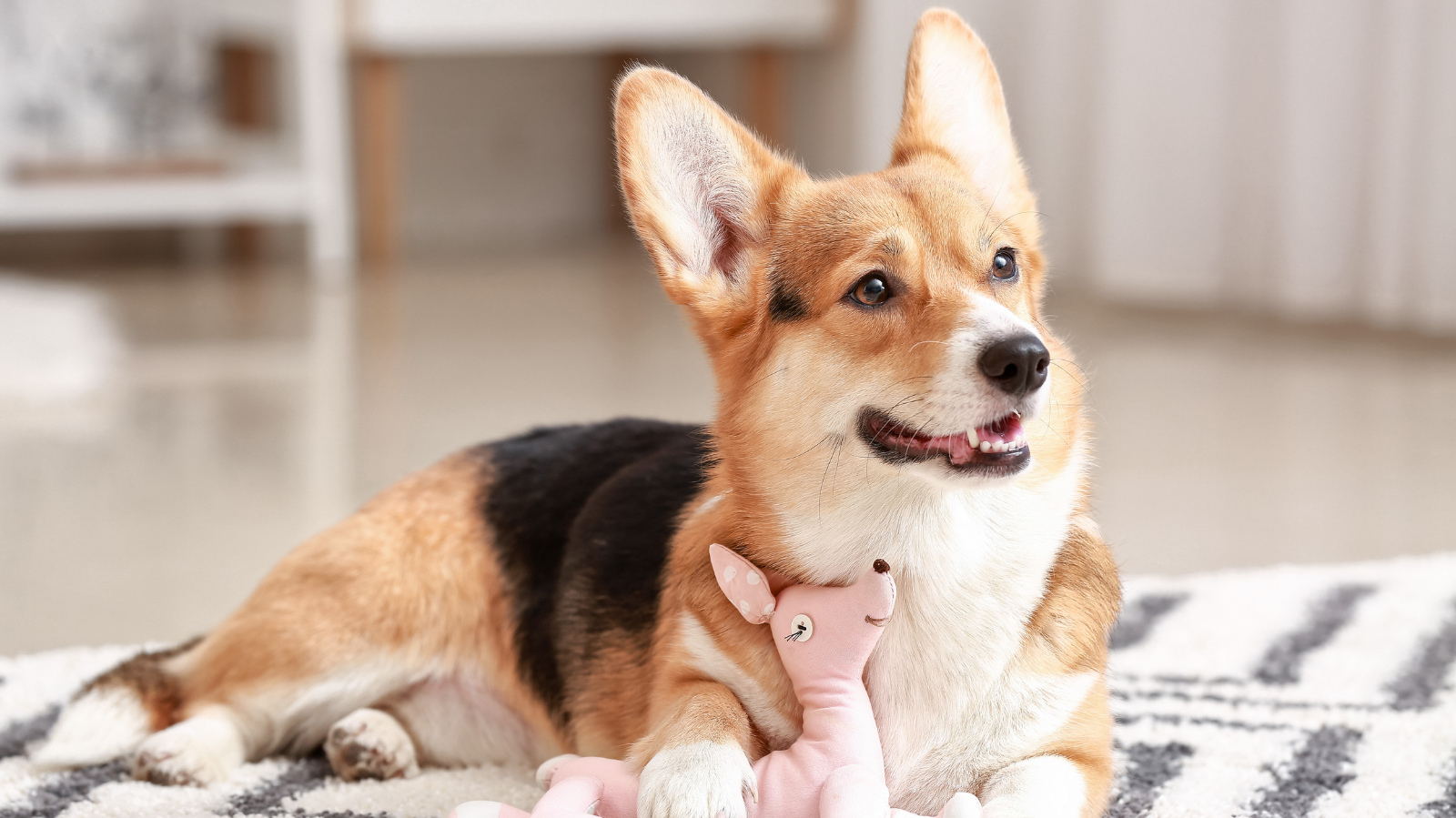 Entenda como ajudar o seu cachorro a se adaptar ao novo lar