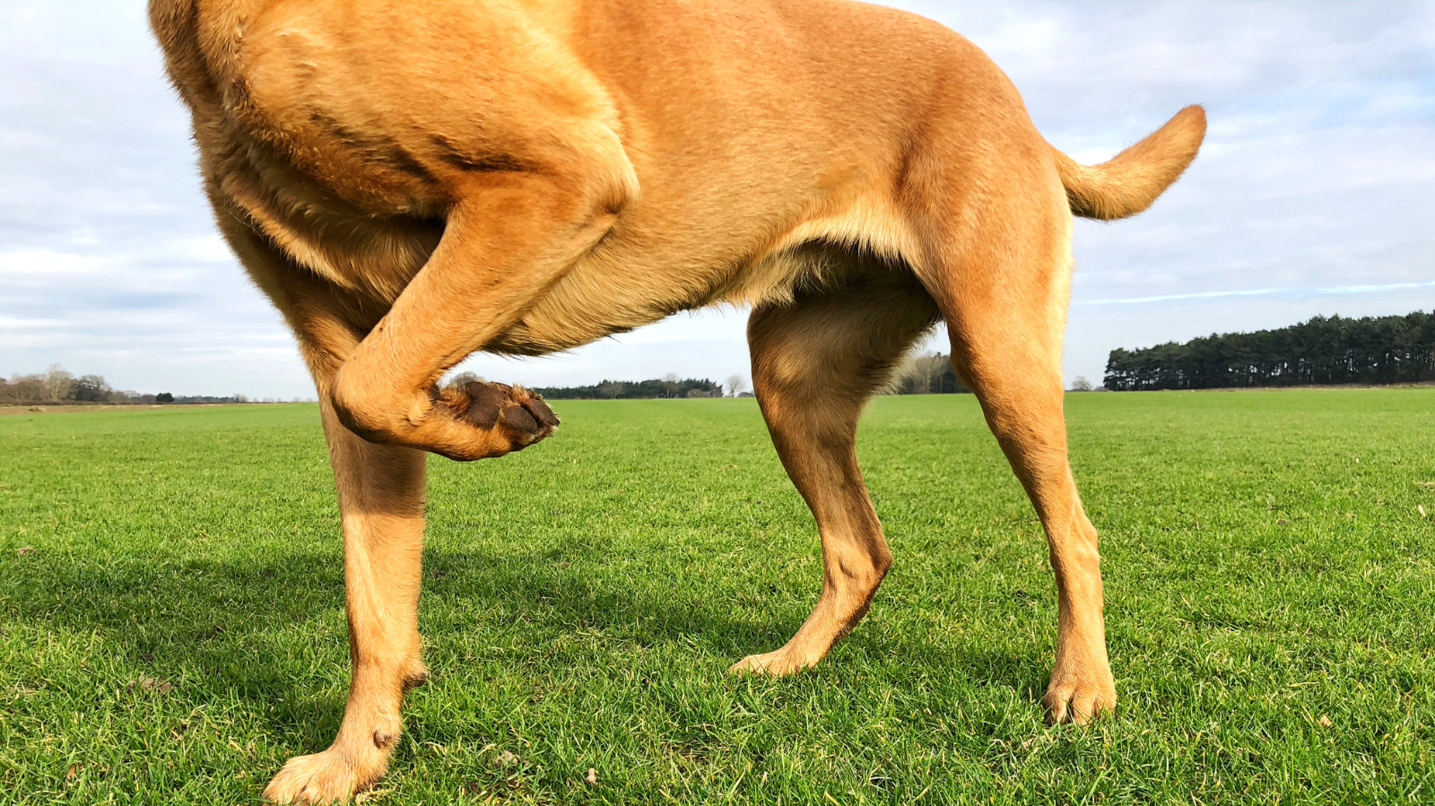 Dor nas costas em cachorro: o sinal pode estar nas patas